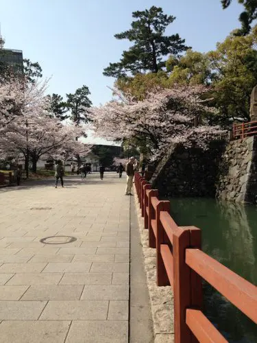 小倉城の桜